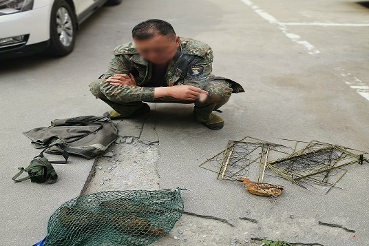 近日,一男子非法捕猎竹鸡被溆浦县森林公安局民警抓获,现已对其依法