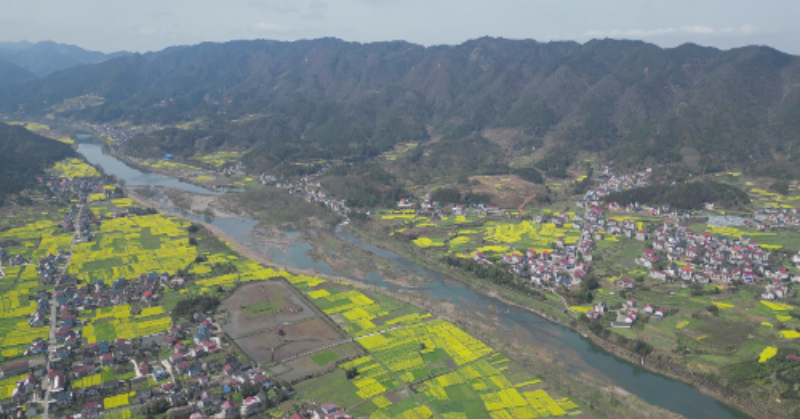 溆浦县水东镇油菜花开游人醉繁花似锦兆丰年